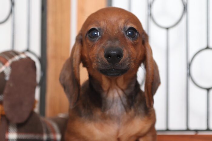 Tito - Playful Little ACA Red Male Dachshund Puppy - Image 3