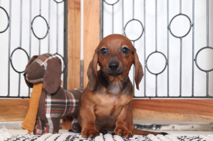 Tito - Playful Little ACA Red Male Dachshund Puppy - Image 4