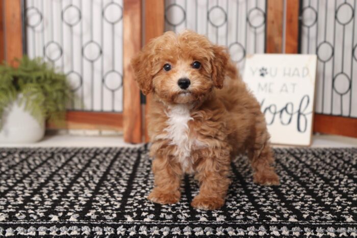 Toast- Friendly Little Male Poochon Puppy