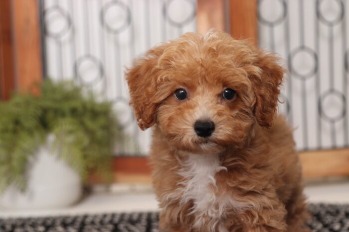 Toast- Friendly Little Male Poochon Puppy - Image 2