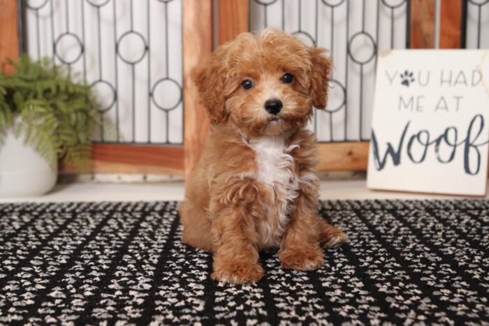 Toast- Friendly Little Male Poochon Puppy - Image 3