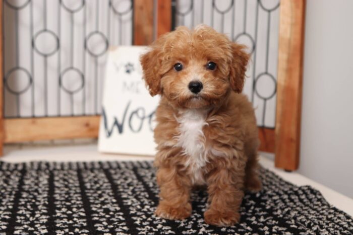 Toast- Friendly Little Male Poochon Puppy - Image 4