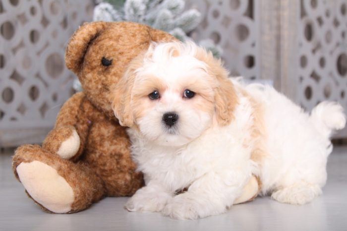 Toby - Fluffy Shih-Poo - Image 2