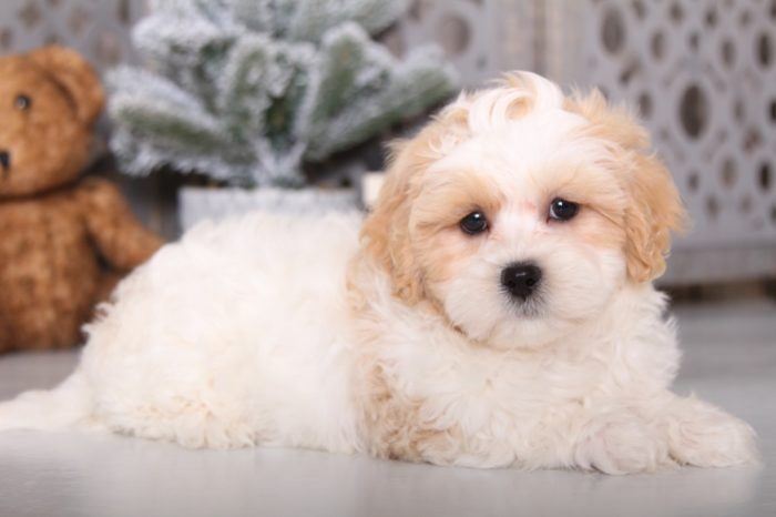 Toby - Fluffy Shih-Poo - Image 3