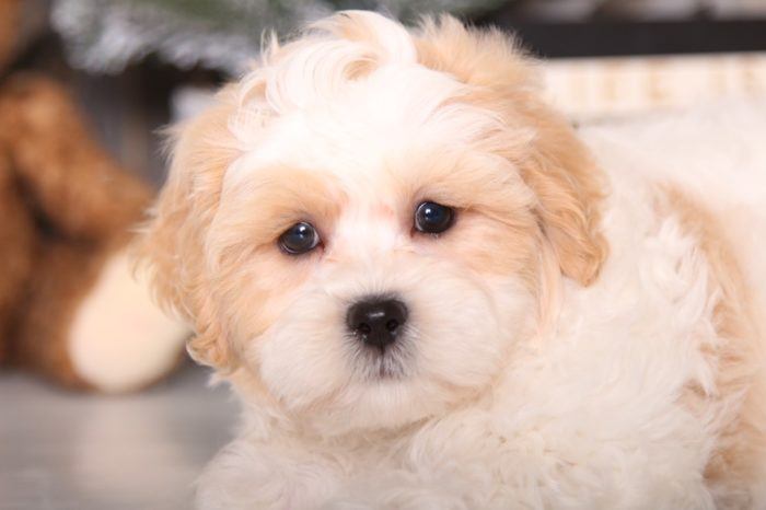 Toby - Fluffy Shih-Poo - Image 4
