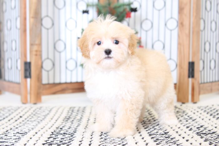 Togan- Precious Male Malti-Poo Puppy