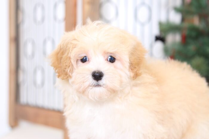 Togan- Precious Male Malti-Poo Puppy - Image 2