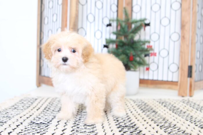 Togan- Precious Male Malti-Poo Puppy - Image 4