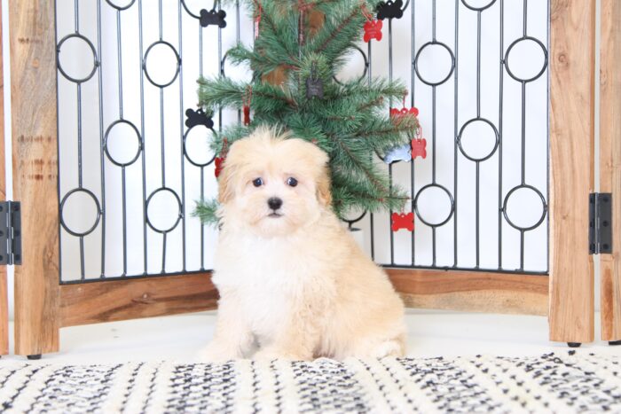 Togan- Precious Male Malti-Poo Puppy - Image 5