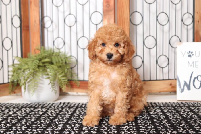 Tommy- Fun Little Male F1B Cockapoo Puppy
