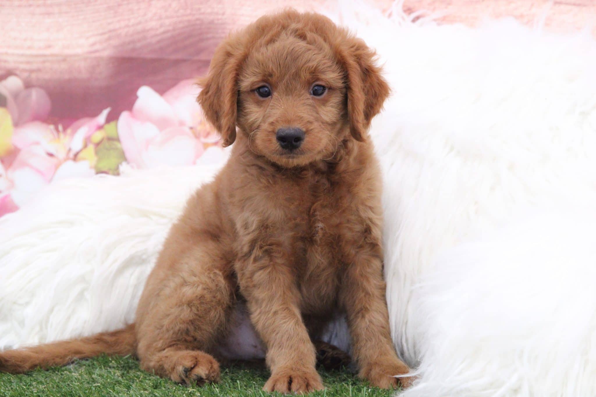 Tommy - Handsome Red Male Mini Goldendoodle Puppy