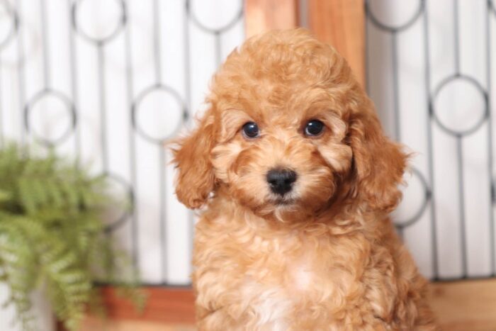 Tommy- Fun Little Male F1B Cockapoo Puppy - Image 2