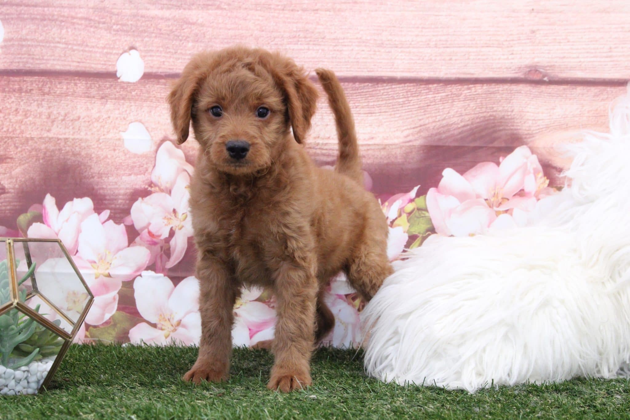 Tommy - Handsome Red Male Mini Goldendoodle Puppy - Image 3
