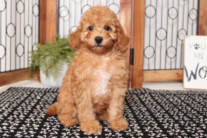 Tommy- Fun Little Male F1B Cockapoo Puppy - Image 3