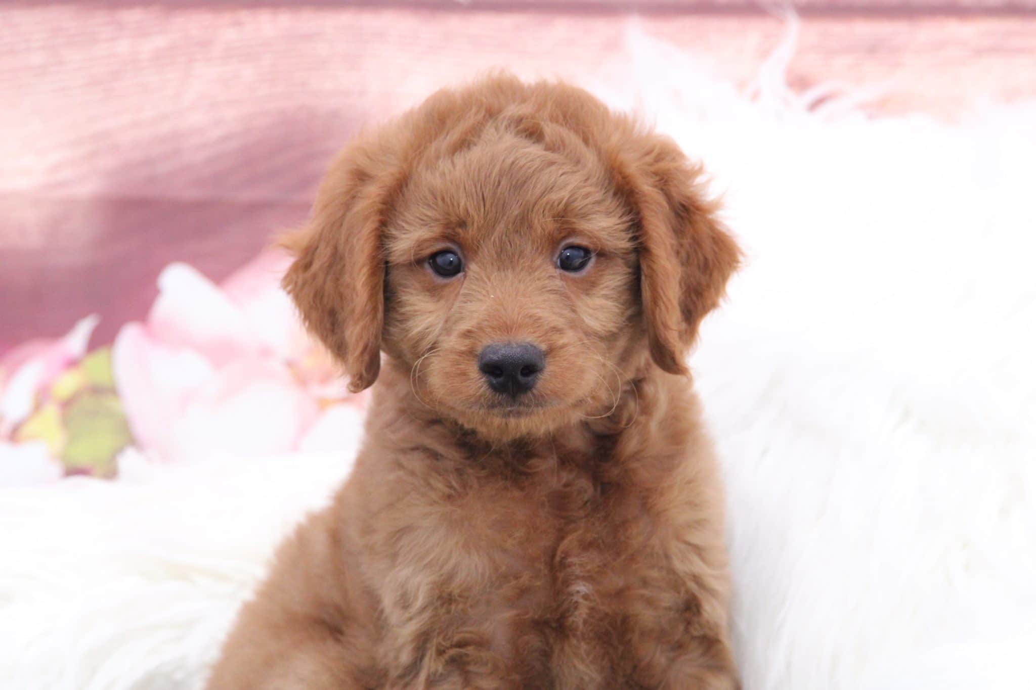 Tommy - Handsome Red Male Mini Goldendoodle Puppy - Image 4