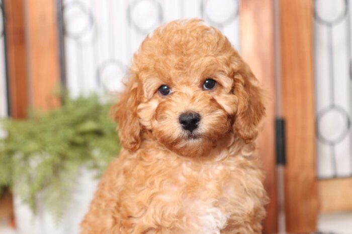 Tommy- Fun Little Male F1B Cockapoo Puppy - Image 4