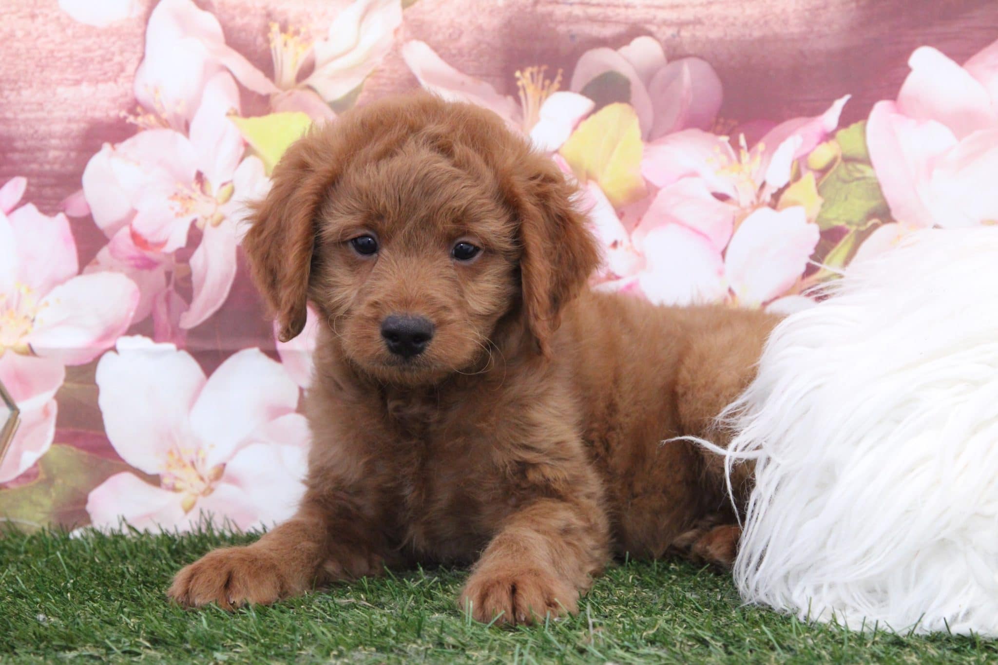 Tommy - Handsome Red Male Mini Goldendoodle Puppy - Image 5