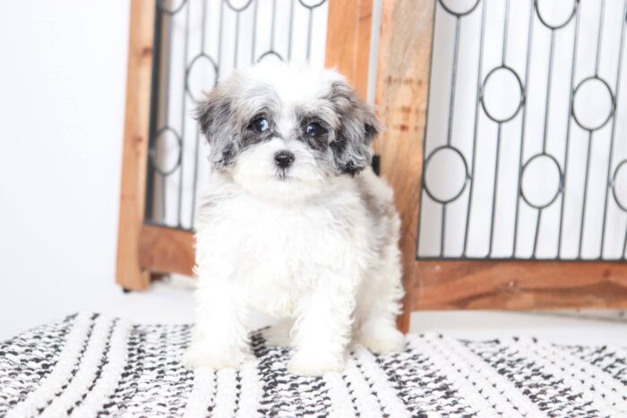 Tony- Wonderful Blue Merle Male Shih-Poo Puppy