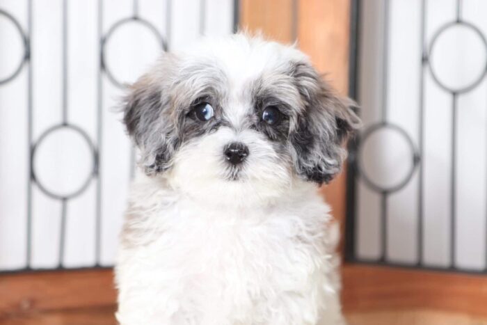 Tony- Wonderful Blue Merle Male Shih-Poo Puppy - Image 2