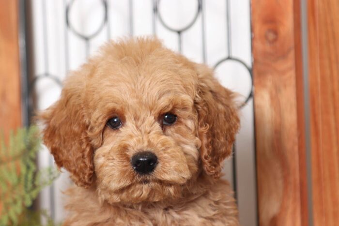Tony- Gentle Red Male F1B Mini Goldendoodle - Image 2
