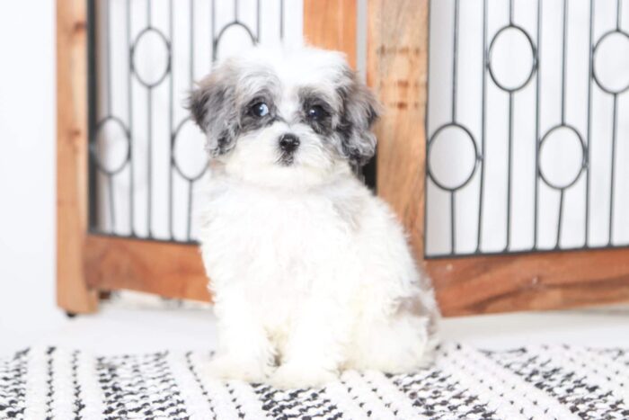 Tony- Wonderful Blue Merle Male Shih-Poo Puppy - Image 3