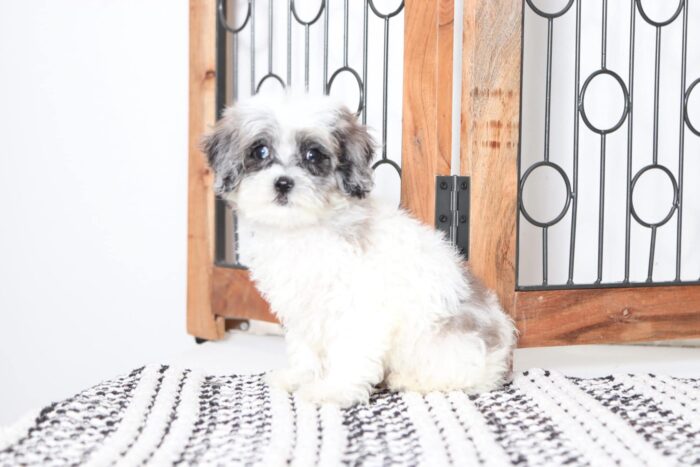 Tony- Wonderful Blue Merle Male Shih-Poo Puppy - Image 4
