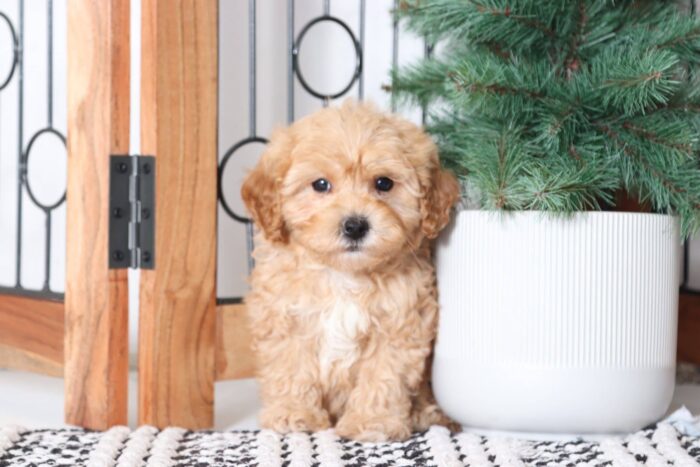 Toot - Loving Red Male Poochon Puppy