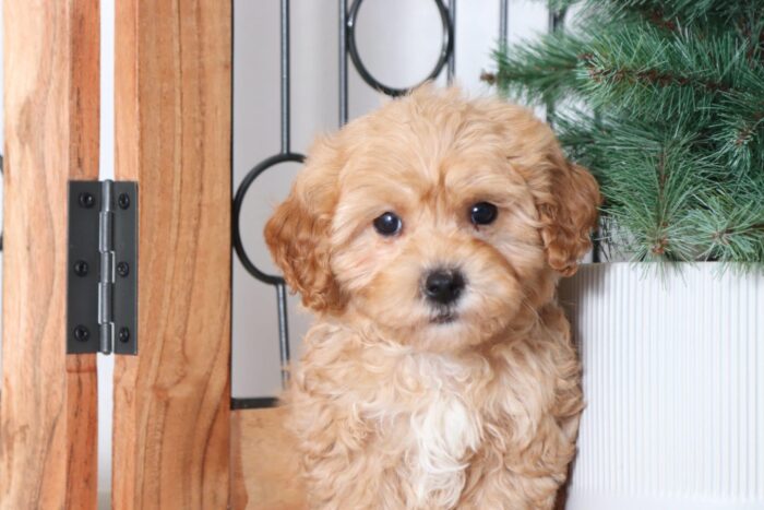 Toot - Loving Red Male Poochon Puppy - Image 2