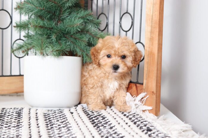 Toot - Loving Red Male Poochon Puppy - Image 3