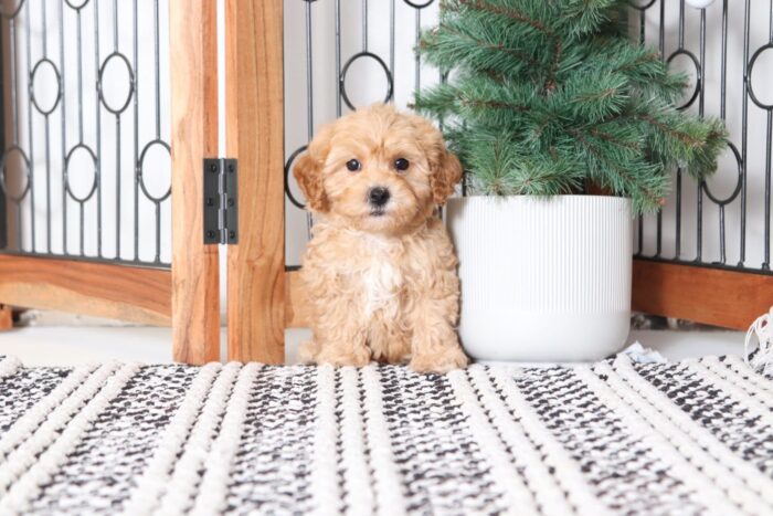Toot - Loving Red Male Poochon Puppy - Image 4