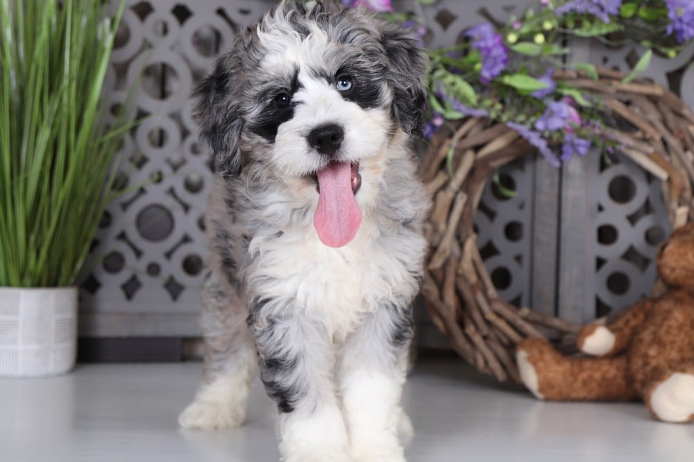 Tootsie - Loving BerneDoodle - Image 7
