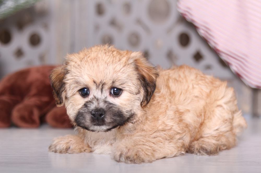 Tootsie - Pretty Morkie