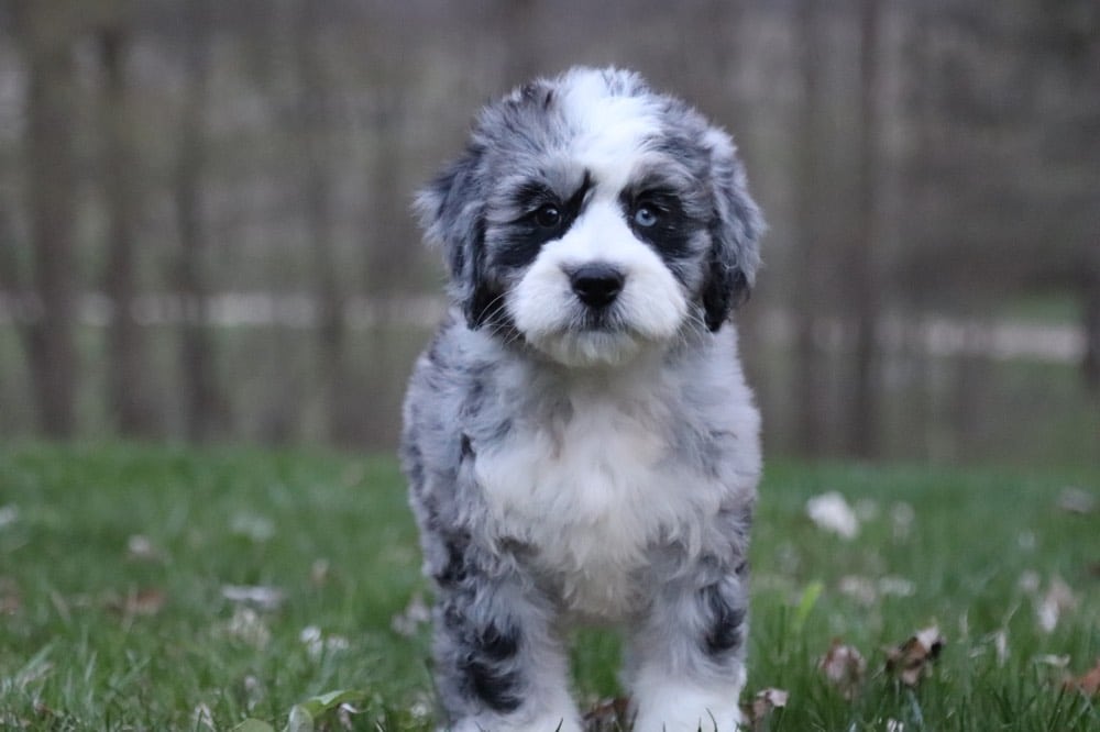 Tootsie - Loving BerneDoodle - Image 2