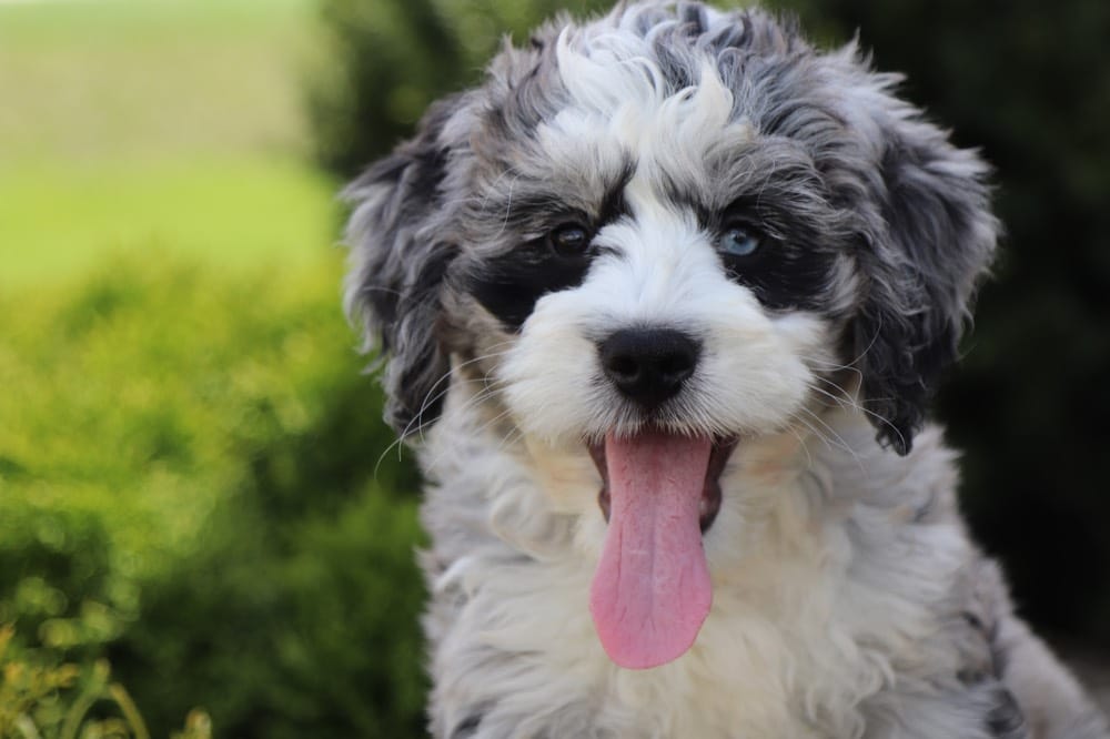 Tootsie - Loving BerneDoodle