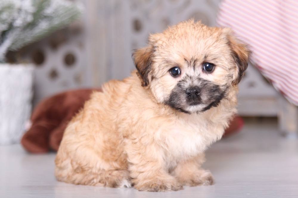 Tootsie - Pretty Morkie - Image 2