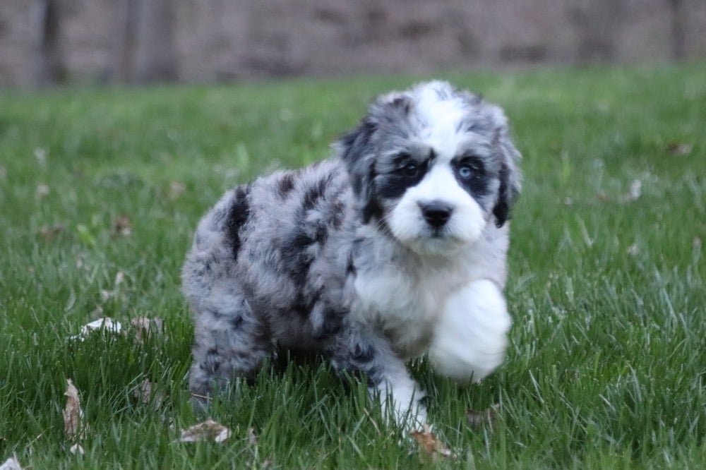 Tootsie - Loving BerneDoodle - Image 3