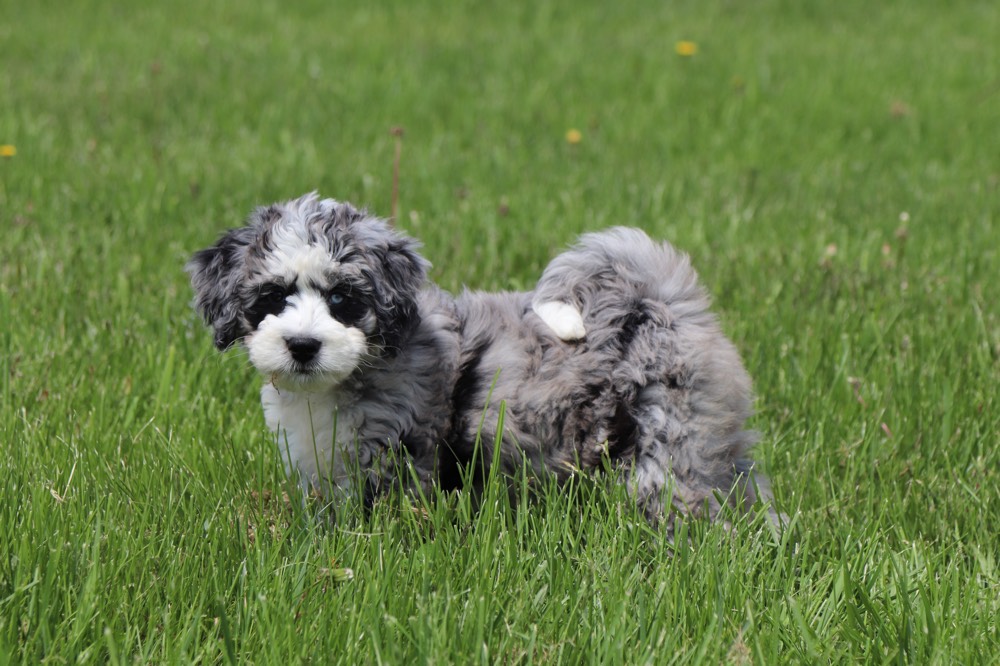 Tootsie - Loving BerneDoodle - Image 8