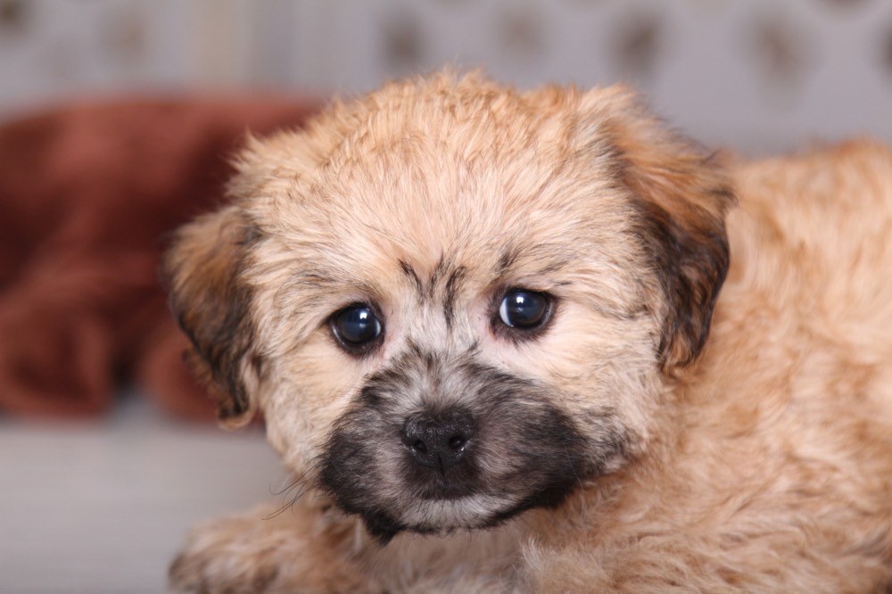 Tootsie - Pretty Morkie - Image 3