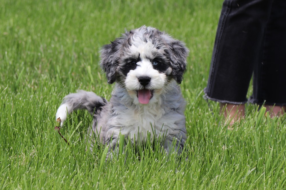 Tootsie - Loving BerneDoodle - Image 6