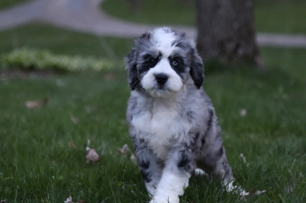 Tootsie - Loving BerneDoodle - Image 4