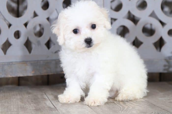 Topanga - Gorgeous Bichon Frise