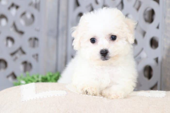 Topanga - Gorgeous Bichon Frise - Image 2