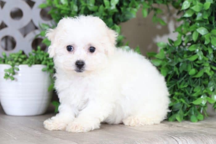 Topanga - Gorgeous Bichon Frise - Image 3
