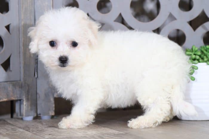Topanga - Gorgeous Bichon Frise - Image 4