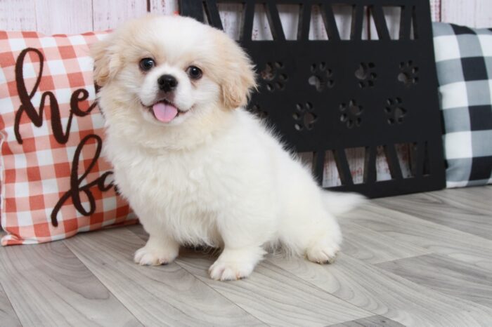Tot - Outgoing Male Wht/Cream Teddy Bear Puppy