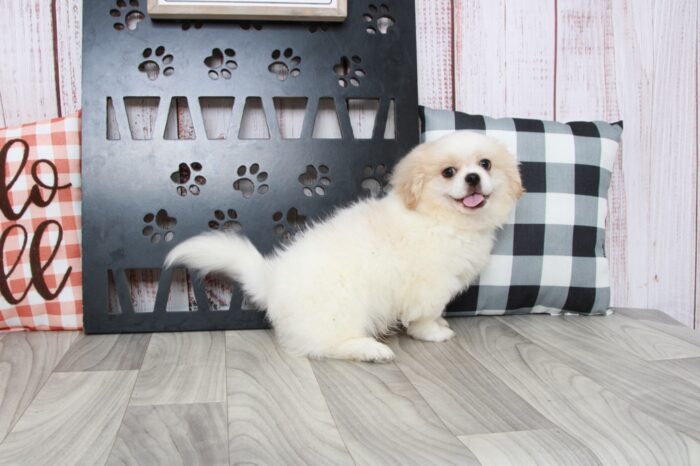 Tot - Outgoing Male Wht/Cream Teddy Bear Puppy - Image 2