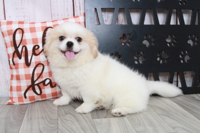 Tot - Outgoing Male Wht/Cream Teddy Bear Puppy - Image 6