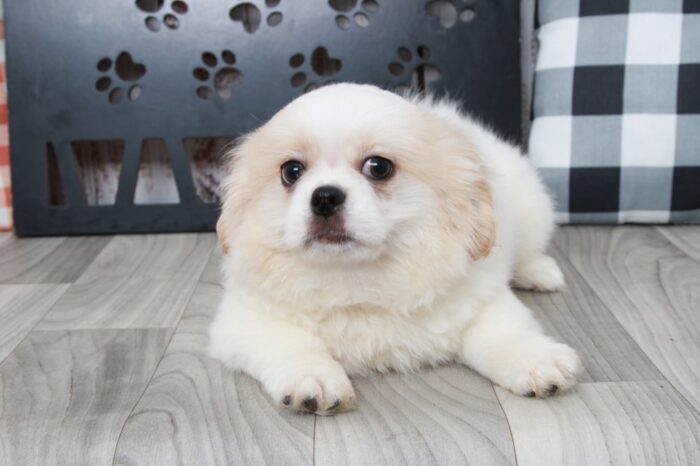 Tot - Outgoing Male Wht/Cream Teddy Bear Puppy - Image 5