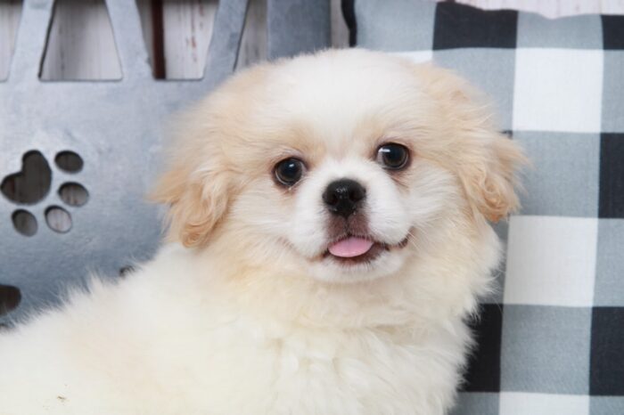 Tot - Outgoing Male Wht/Cream Teddy Bear Puppy - Image 4
