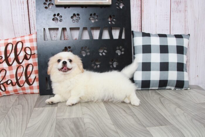 Tot - Outgoing Male Wht/Cream Teddy Bear Puppy - Image 3